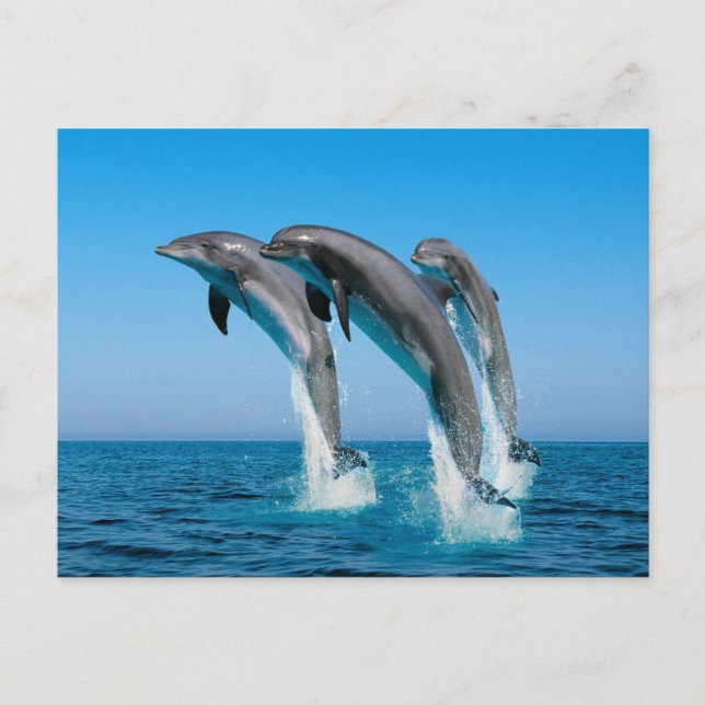 Up Up Up Dolphins Postcard (Front)