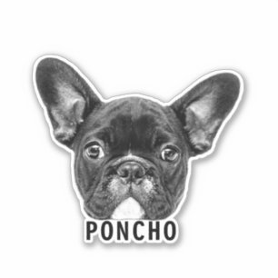 Upload Pet Face Photo & Name Customized Sticker