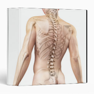 Upper Body Bones 2 Binder