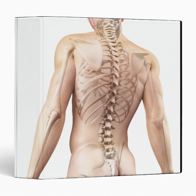 Upper Body Bones 2 Binder (Front/Spine)