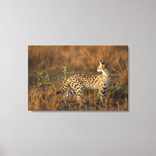 Upper Mara, Masai Mara Game Reserve, Kenya, Canvas Print