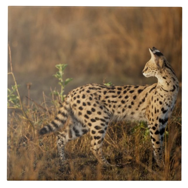 Upper Mara, Masai Mara Game Reserve, Kenya, Tile (Front)