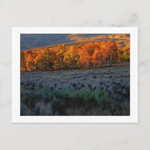 "Upper Summer Meadow" Postcard