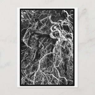 Uprooted Postcard