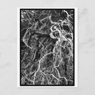 Uprooted Postcard