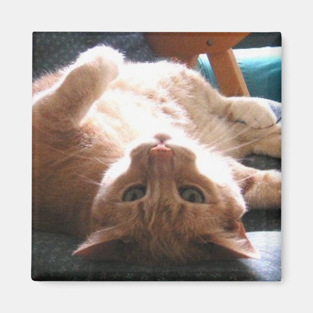 Upside Down Cat Magnet (Front)