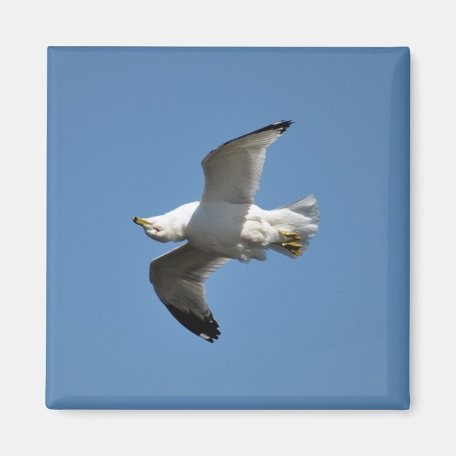 Upside-down Flying Gull Wildlife Collection Magnet (Front)