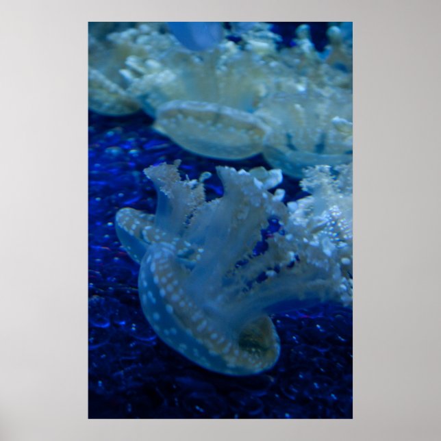 "Upside Down Jellyfish" Poster (Front)
