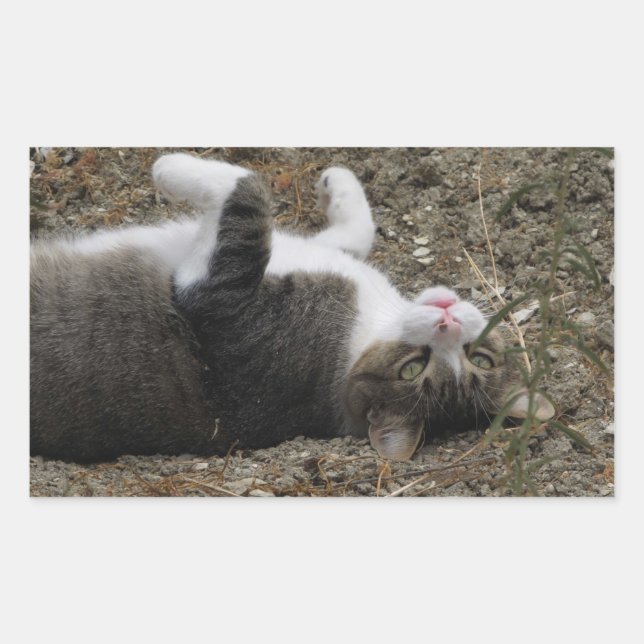 Upside Down Kitty Rectangle Stickers (Front)
