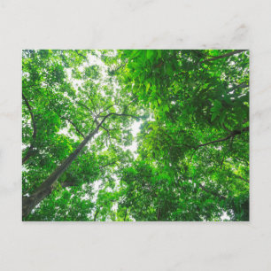 Upward View of Trees Postcard