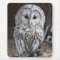 Ural Owl