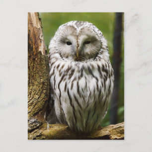 Ural Owl perched on a limb Postcard