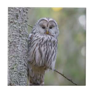 Ural Owl  Tile