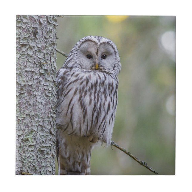 Ural Owl  Tile (Front)