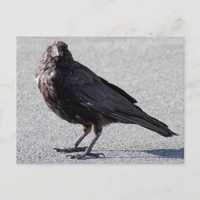 Urban Crow Postcard (Front)