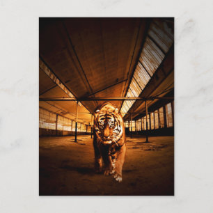 Urban tiger postcard