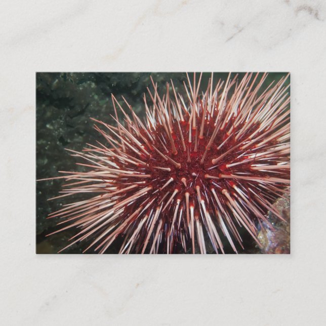 Urchin géant de la mer Rouge - Carte de visite (Devant)