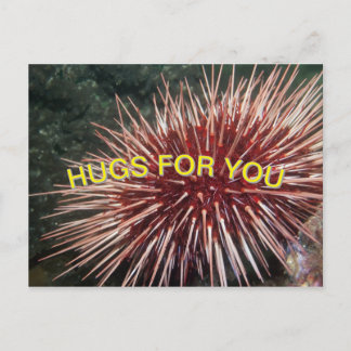 Urchin géant de la mer Rouge - Carte postale