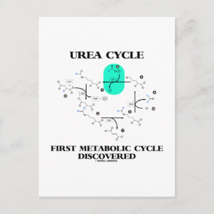 Urea Cycle First Metabolic Cycle Discovered Postcard