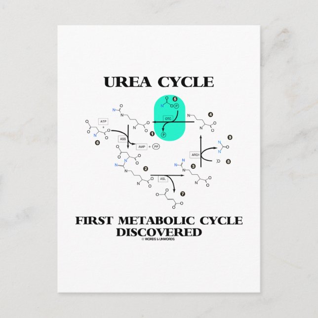 Urea Cycle First Metabolic Cycle Discovered Postcard (Front)