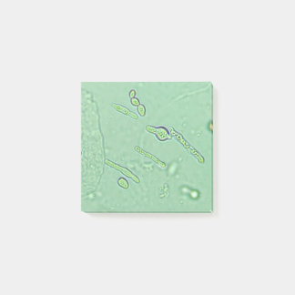 Urinalysis Yeast Microscope Laboratory Slide Post-it Notes