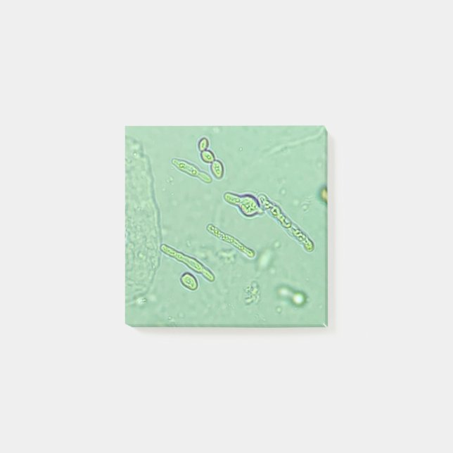 Urinalysis Yeast Microscope Laboratory Slide Post-it Notes (Front)