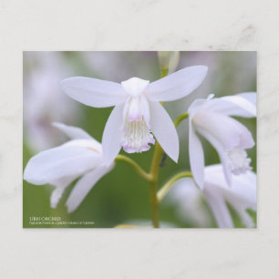Urn Orchid:Postcard Postcard