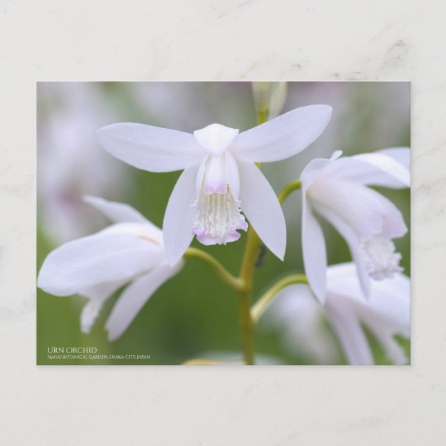 Urn Orchid:Postcard Postcard (Front)