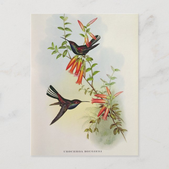 Urochroa Bougieri Postcard (Front)