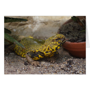 Uromastyx geyri