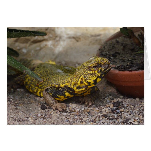 Uromastyx geyri (Devant horizontal)