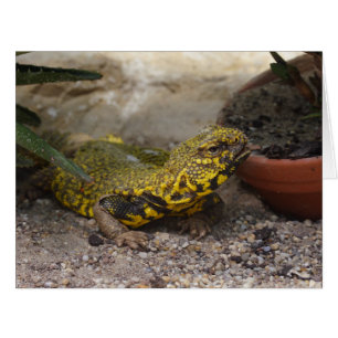 Uromastyx geyri