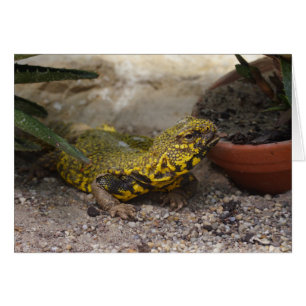 Uromastyx geyri
