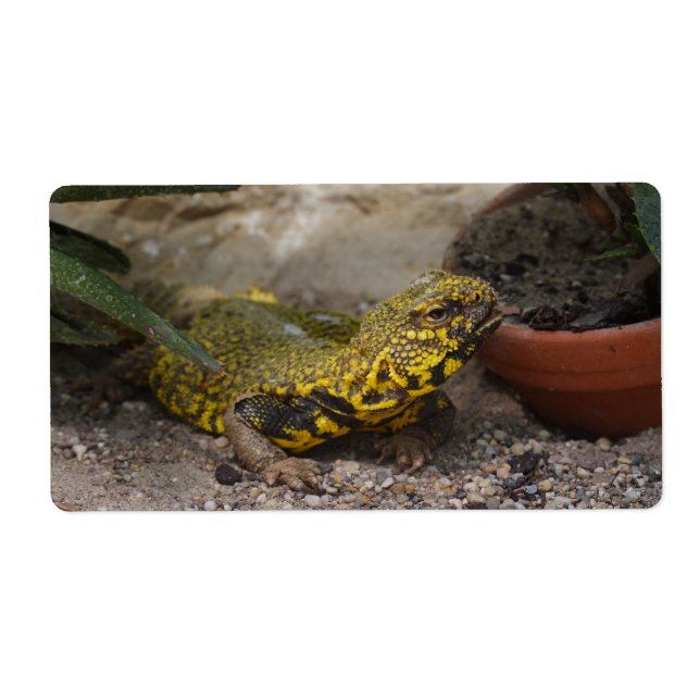 Uromastyx geyri (Front)