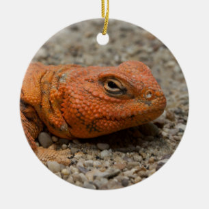 Uromastyx geyri ceramic ornament