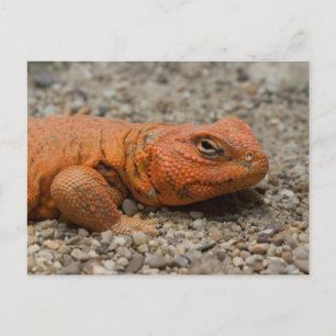 Uromastyx geyri postcard