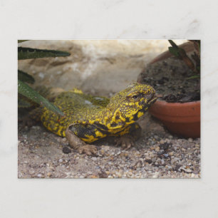 Uromastyx geyri postcard