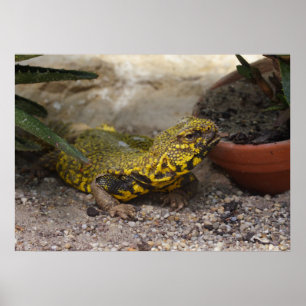 Uromastyx geyri poster