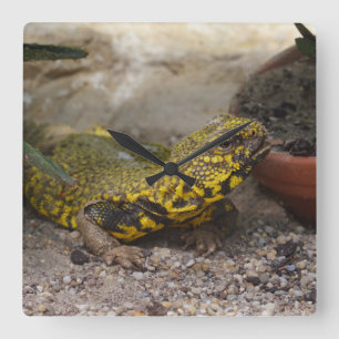 Uromastyx geyri square wall clock