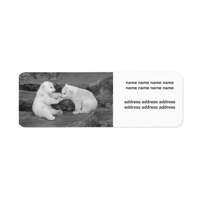 Ursus maritimus (Front)