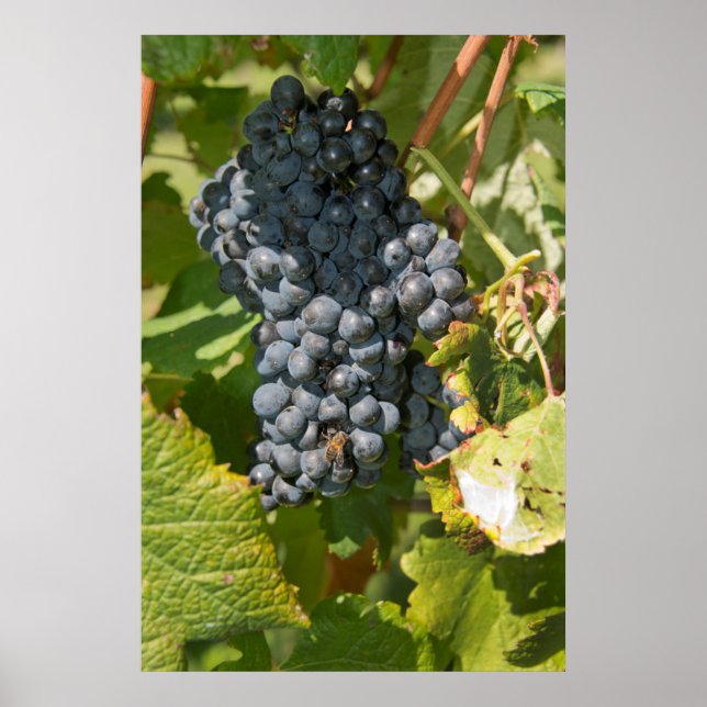 Uruguay, Montevideo, Colon Area. Bodegas Poster (Front)