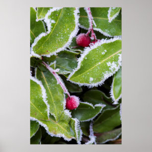 Us, Wa, Bainbridge Island. Early Morning Frost Poster