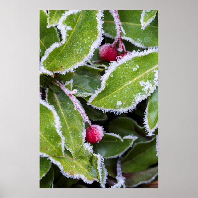 Us, Wa, Bainbridge Island. Early Morning Frost Poster (Front)