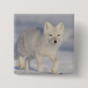 USA, Alaska, 1002 Coastal Plain of the ANWR. An 3 2 Inch Square Button