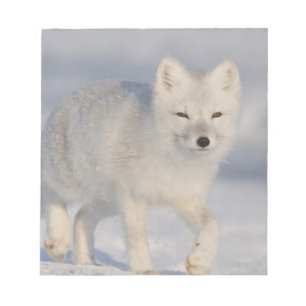 USA, Alaska, 1002 Coastal Plain of the ANWR. An 3 Notepad