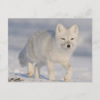 USA, Alaska, 1002 Coastal Plain of the ANWR. An 3