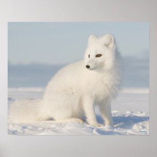 USA, Alaska, 1002 Coastal Plain of the Arctic 5 Poster