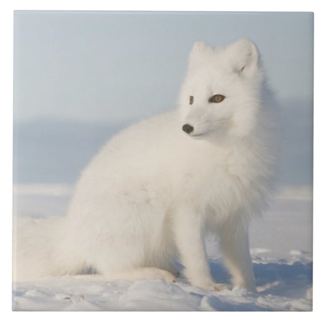 USA, Alaska, 1002 Coastal Plain of the Arctic 5 Tile (Front)