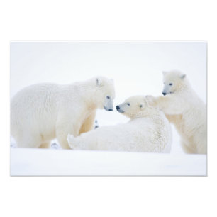 USA, Alaska, 1002 Coastal Plain of the Arctic Photo Print