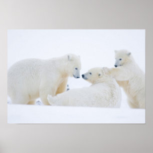 USA, Alaska, 1002 Coastal Plain of the Arctic Poster